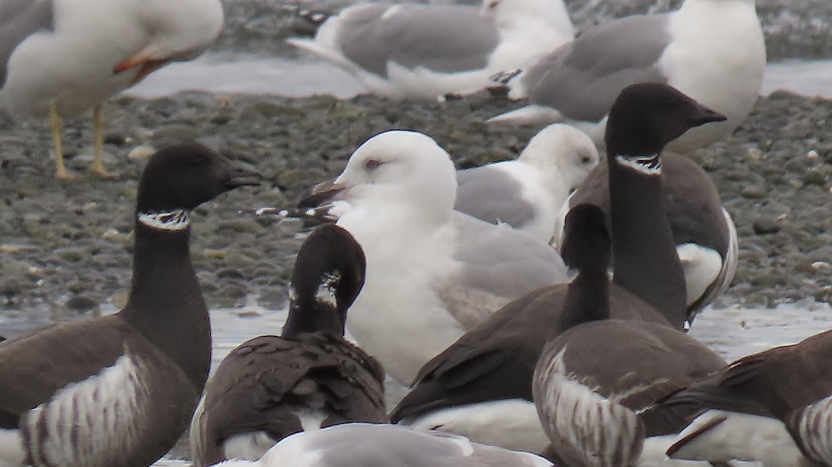 Glaucous x Glaucous-winged Gull (hybrid) - ML632423223