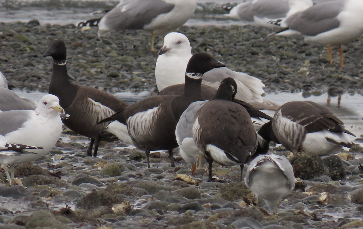 Glaucous x Glaucous-winged Gull (hybrid) - ML632423242