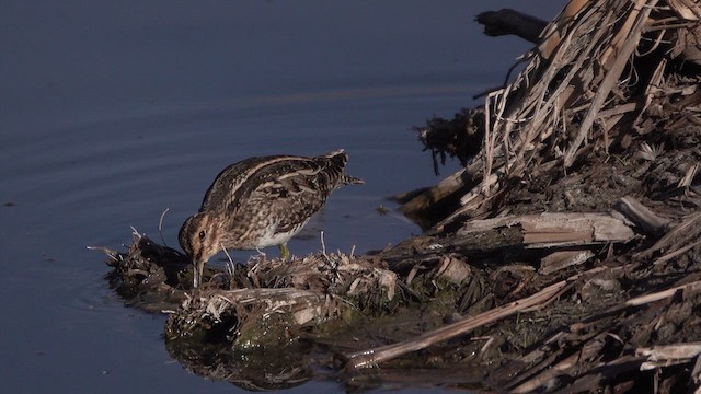 Wilson's Snipe - ML632423279