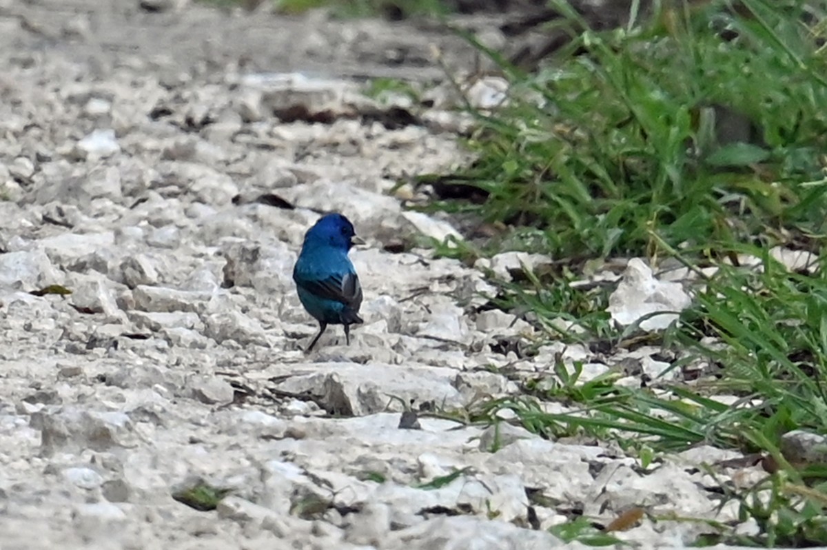 Indigo Bunting - ML632423438