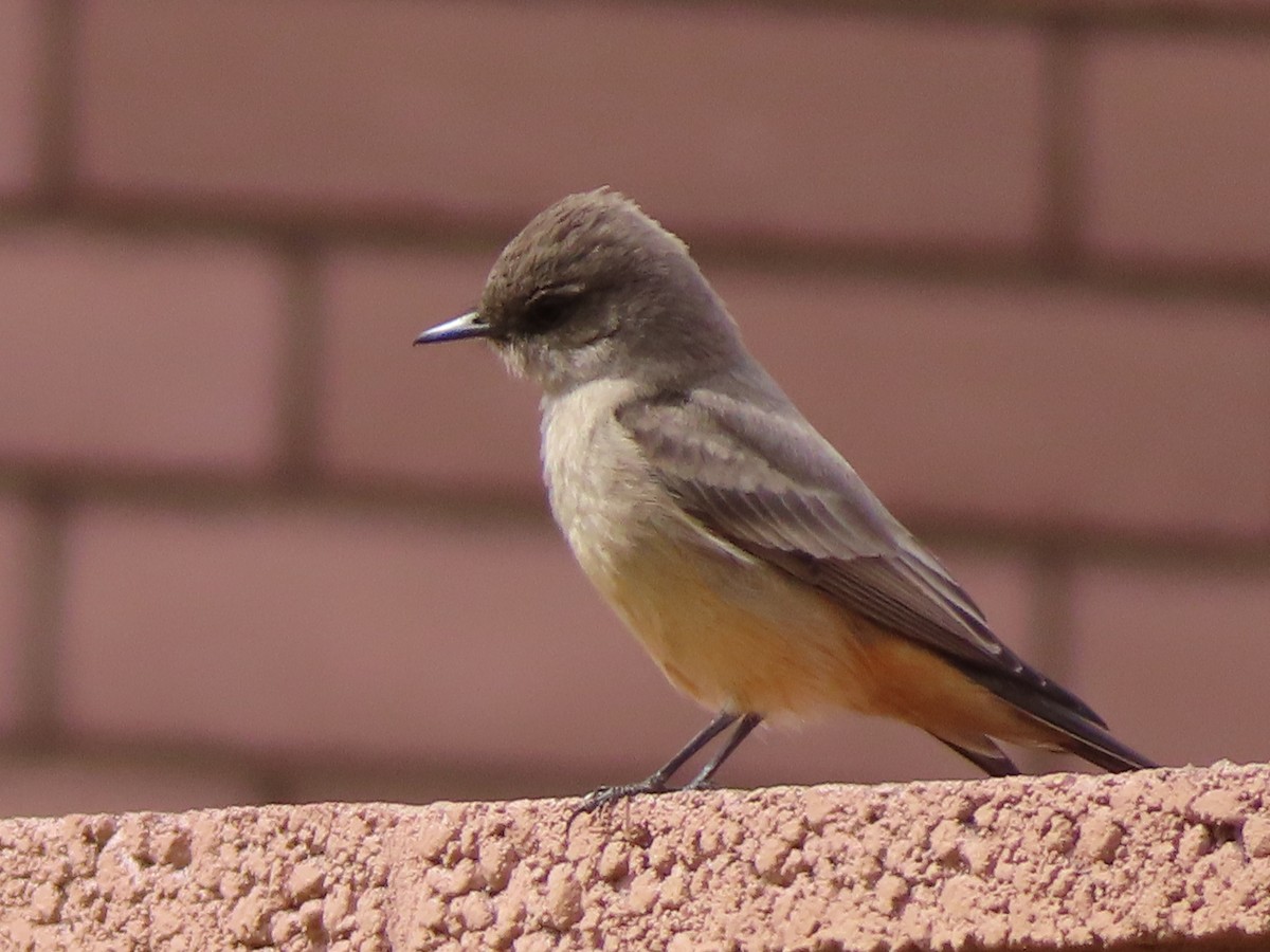 Say's Phoebe - ML632423441