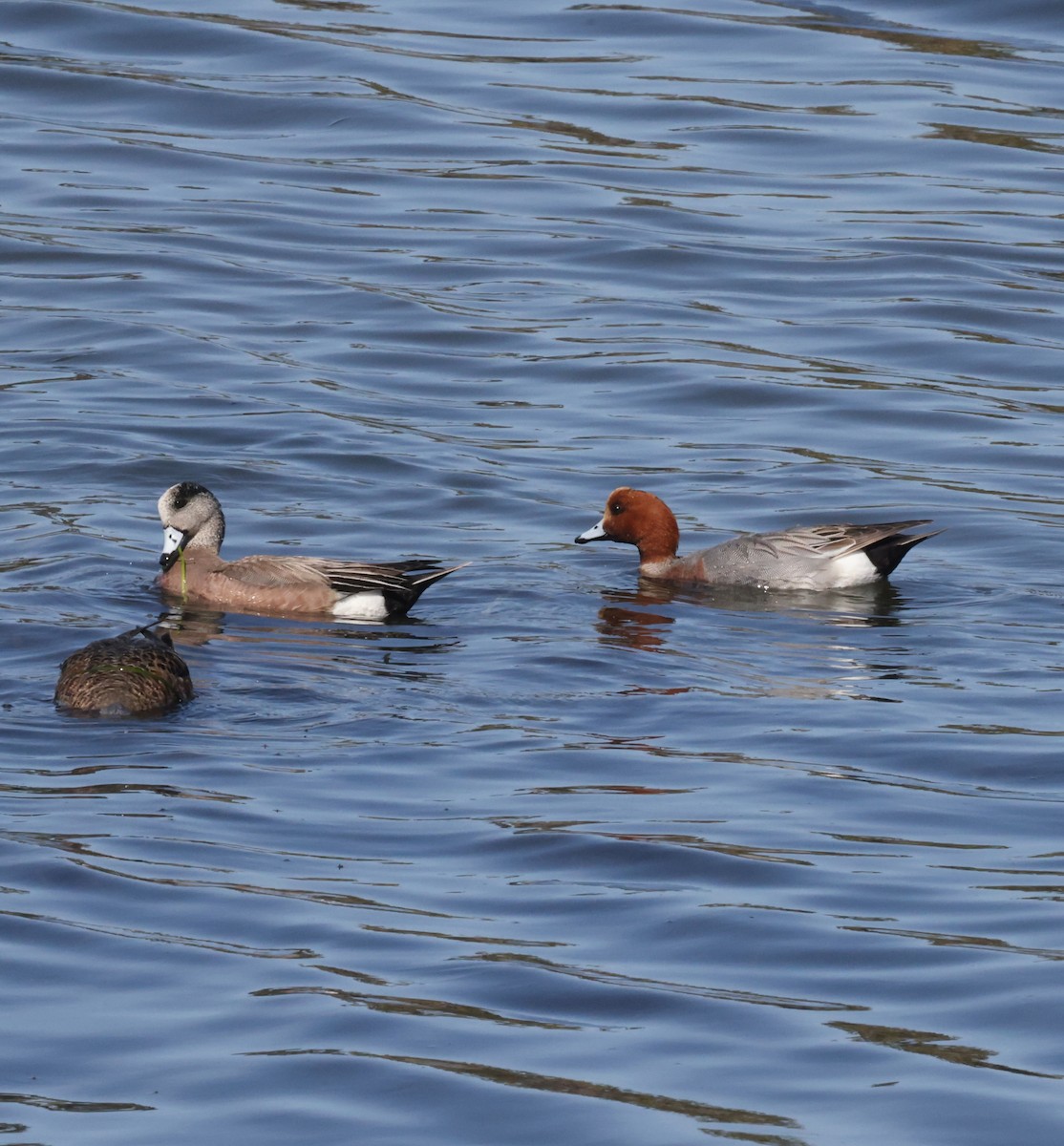 Canard siffleur - ML632423454