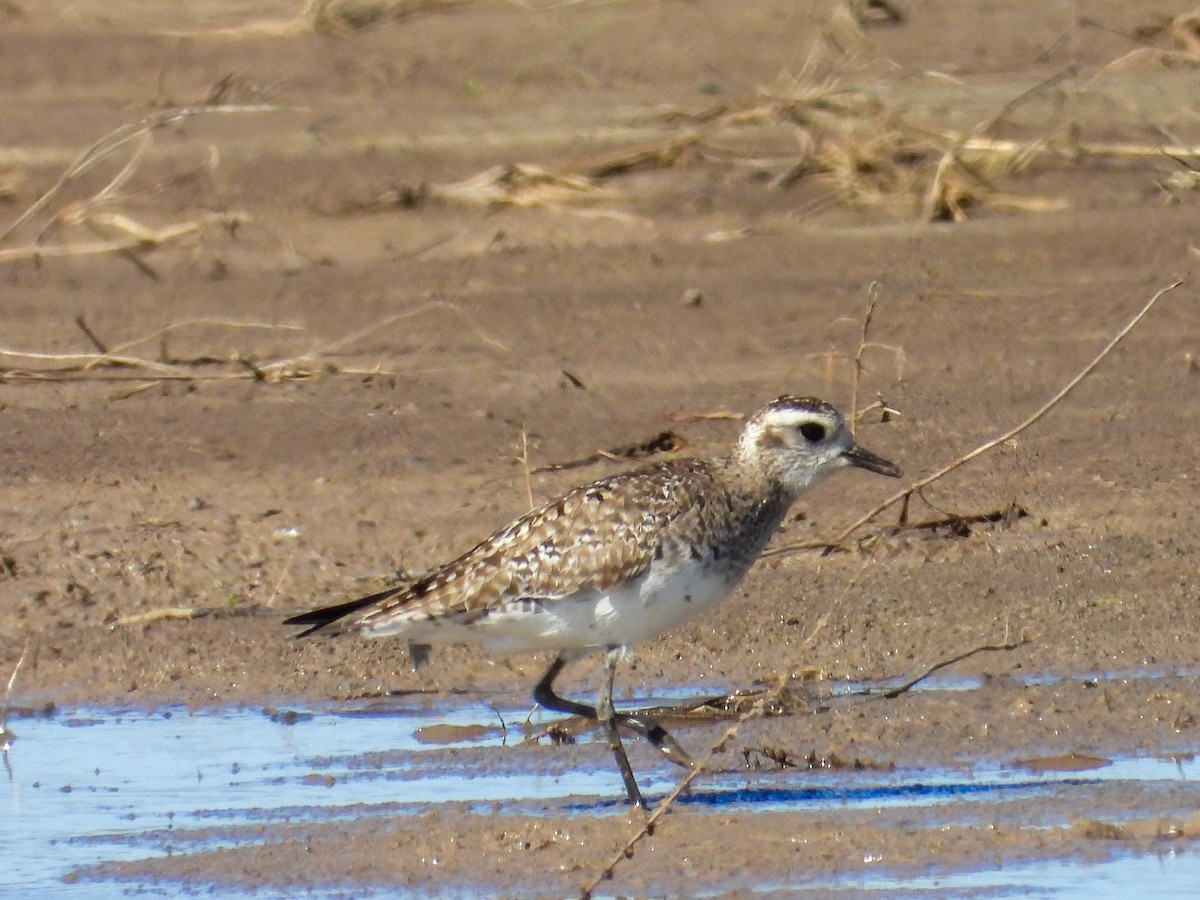 American Golden-Plover - ML632423536