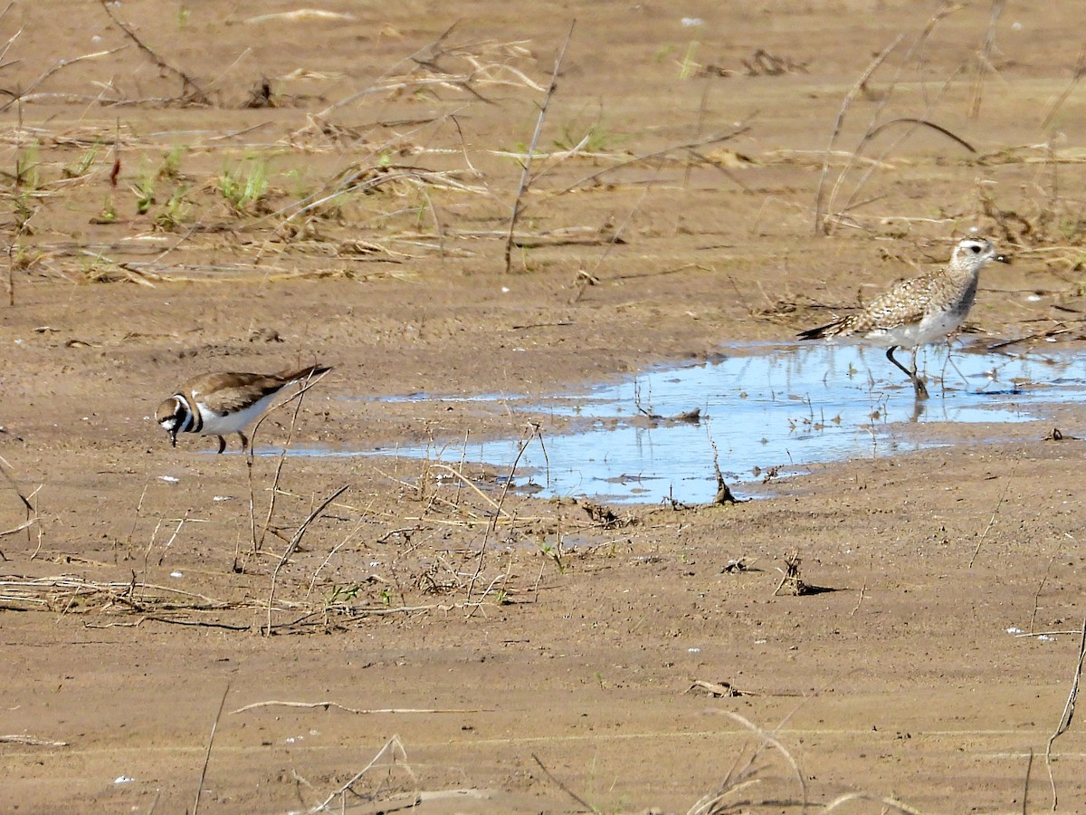 American Golden-Plover - ML632423549