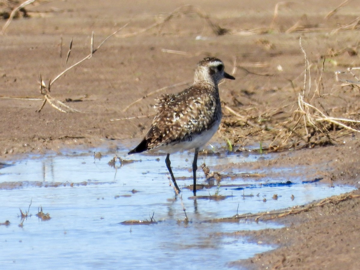 American Golden-Plover - ML632423592