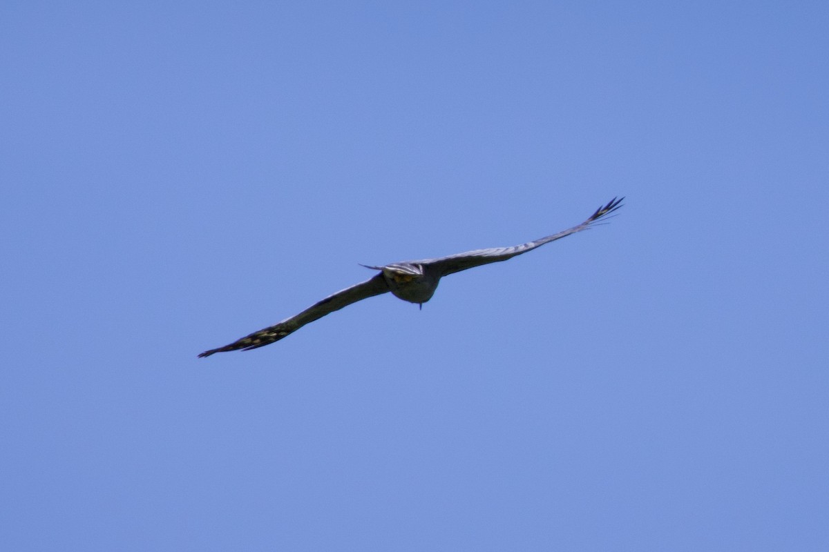 Hook-billed Kite - ML632423640