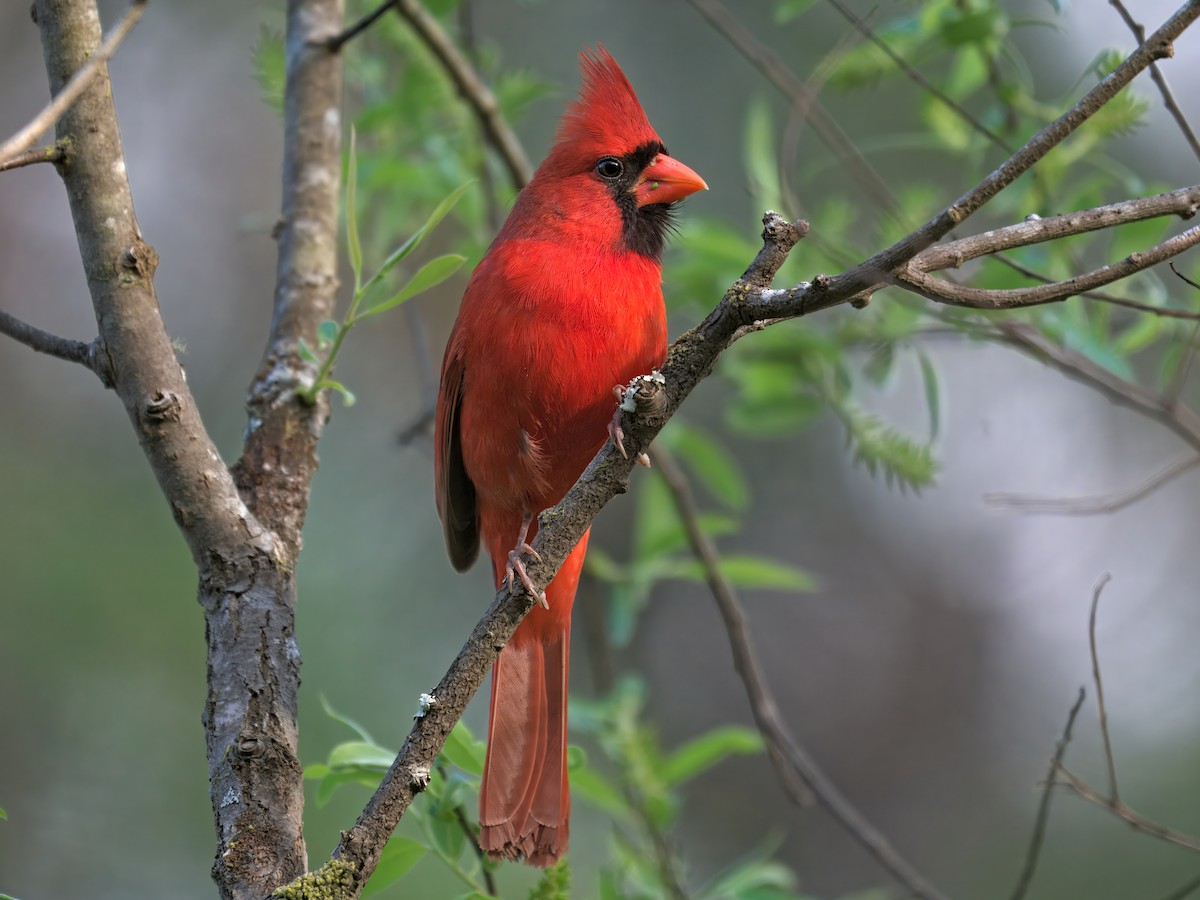 Northern Cardinal - ML632423673