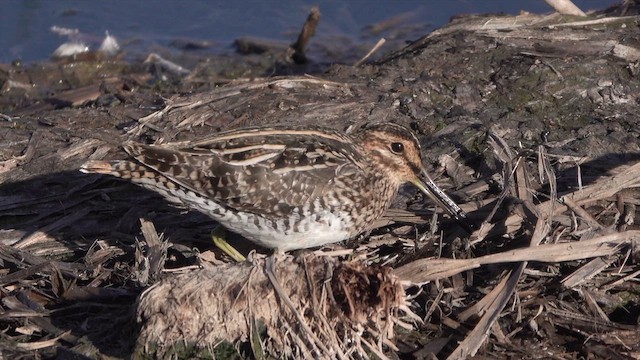 Wilson's Snipe - ML632423693