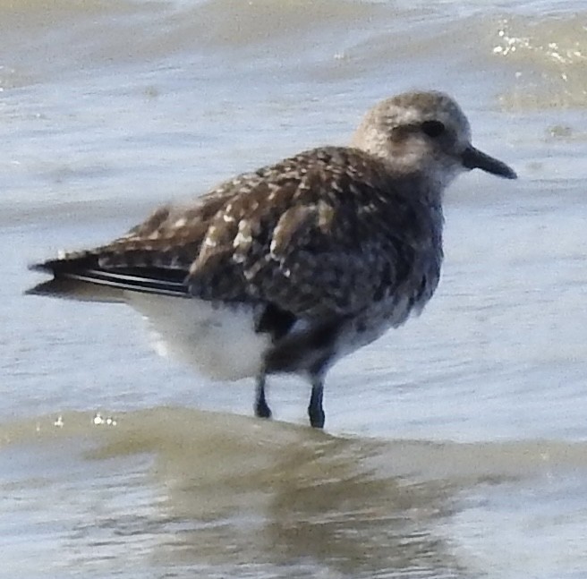 Txirri grisa - ML632423886