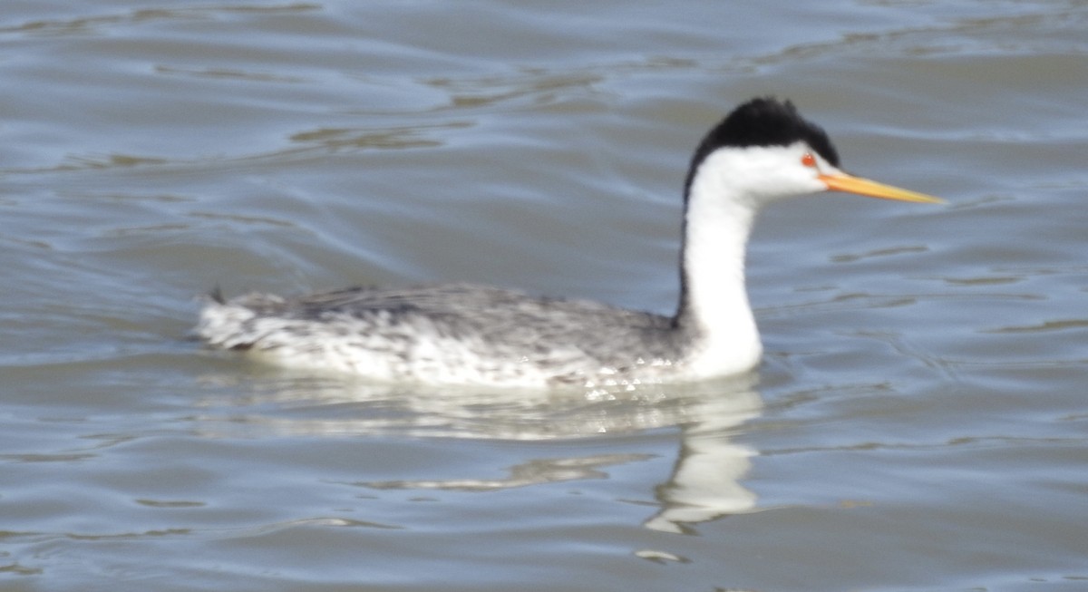 Clark's Grebe - ML632423925