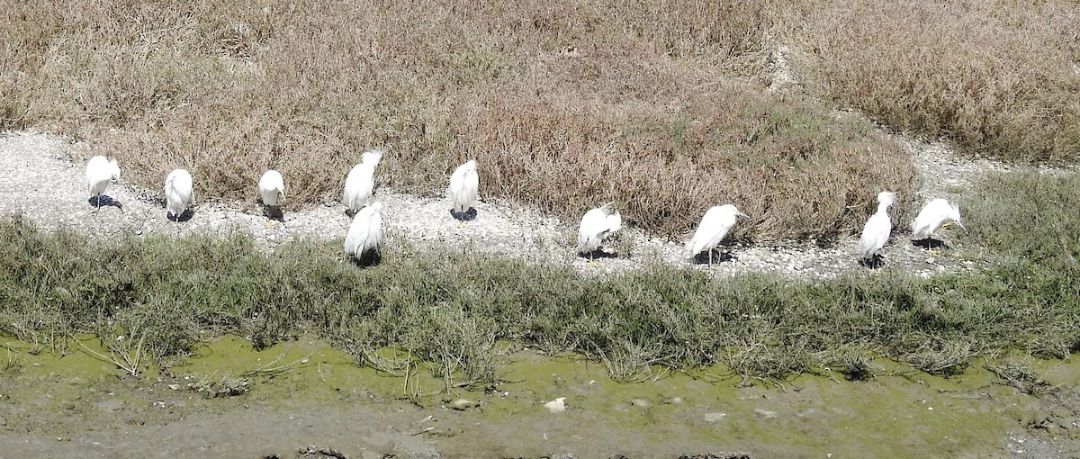 Snowy Egret - ML632423932