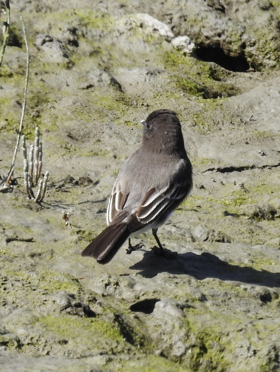 Black Phoebe - ML632423949
