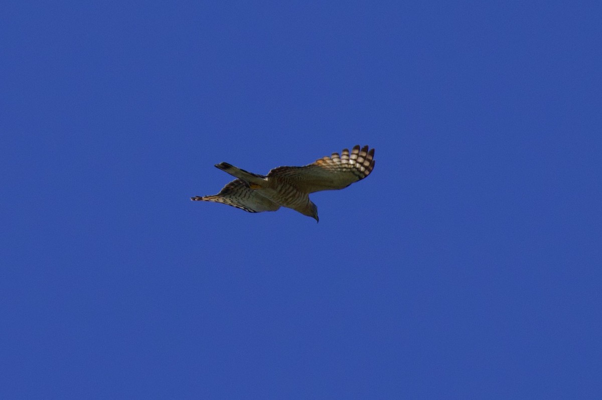 Hook-billed Kite - ML632423978