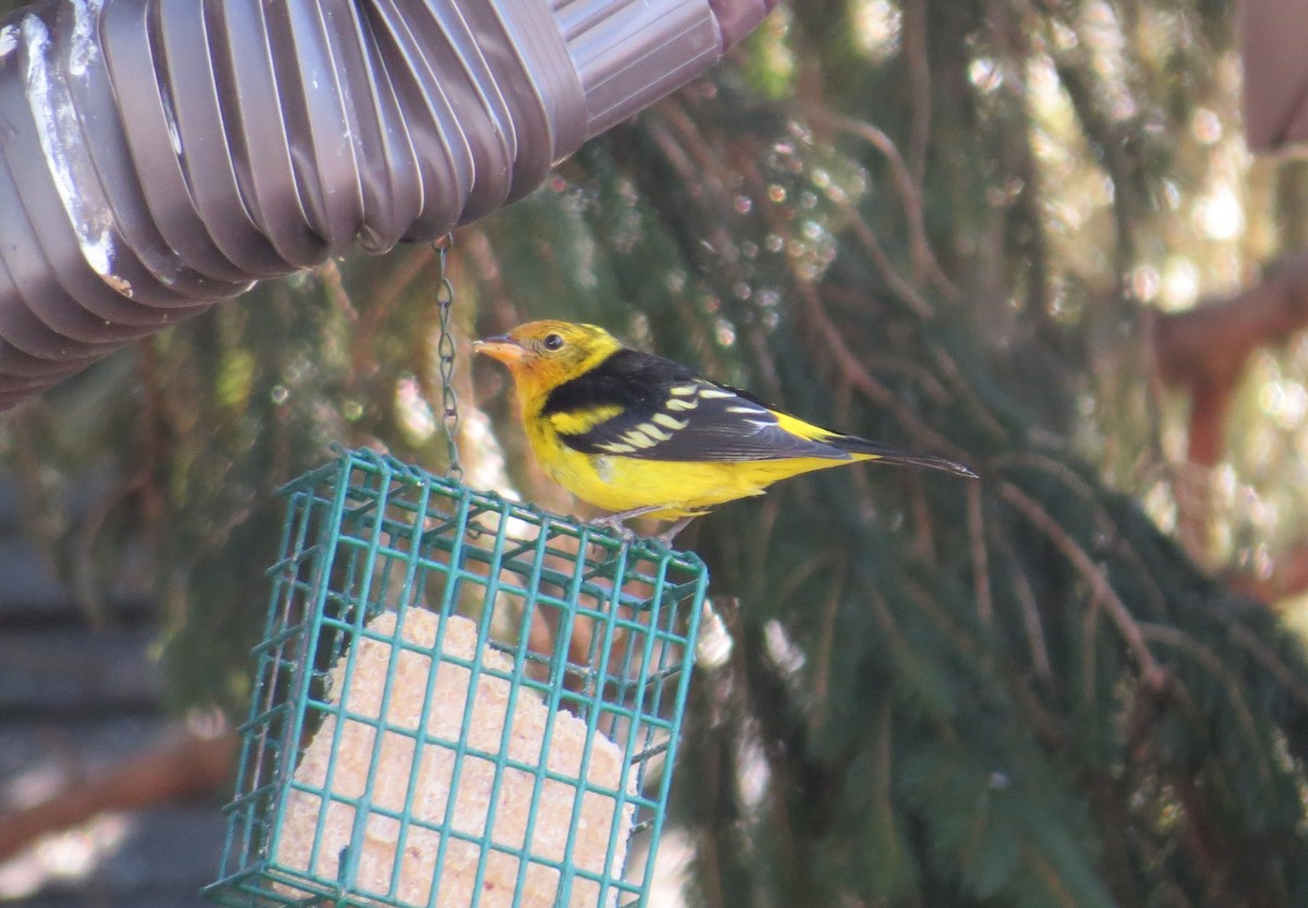 Western Tanager - ML632424124