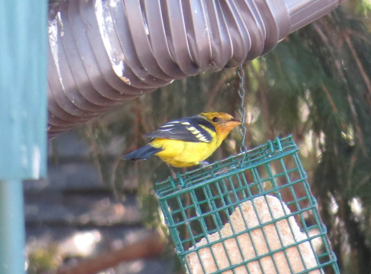 Western Tanager - ML632424183