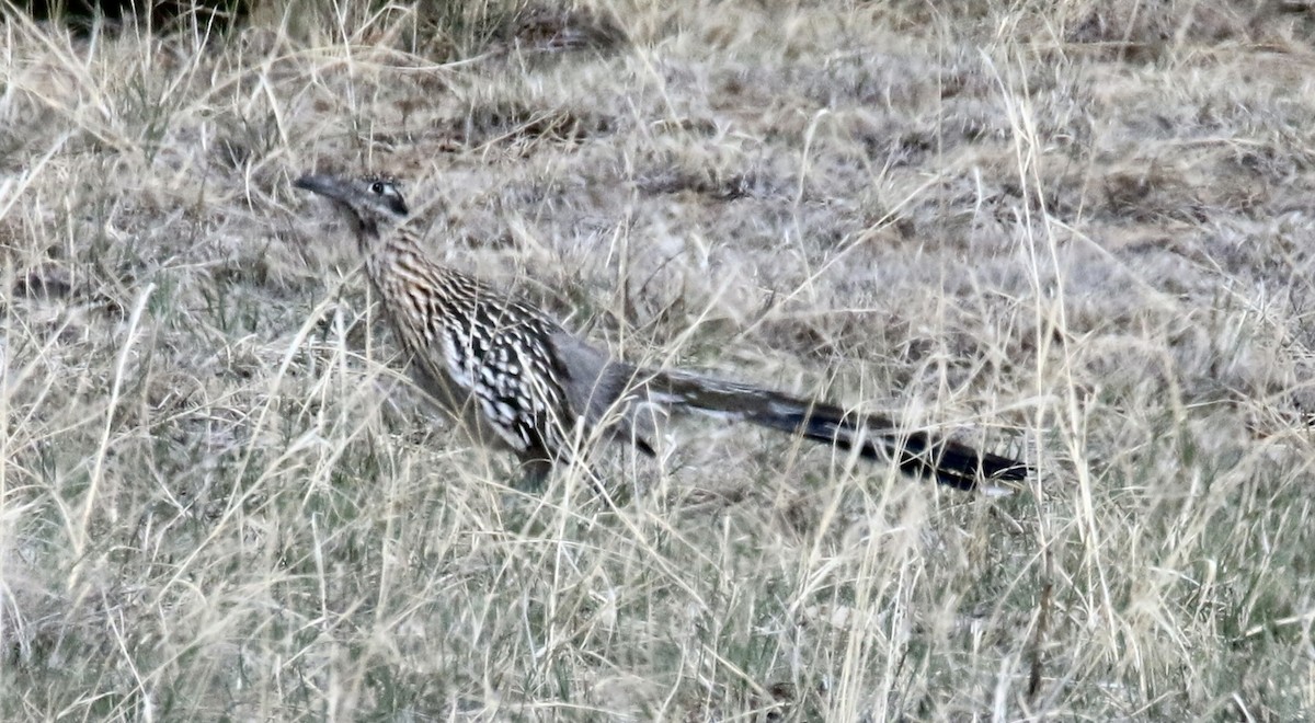 Greater Roadrunner - ML632424295
