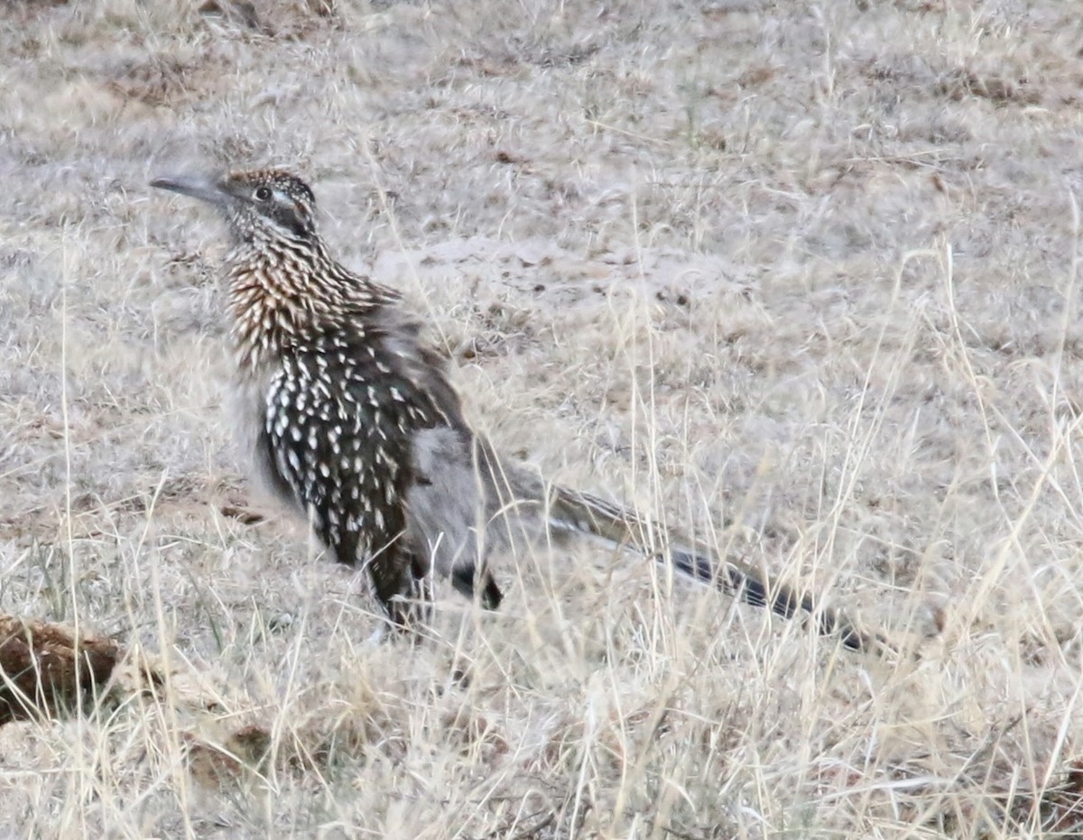 Greater Roadrunner - ML632424296