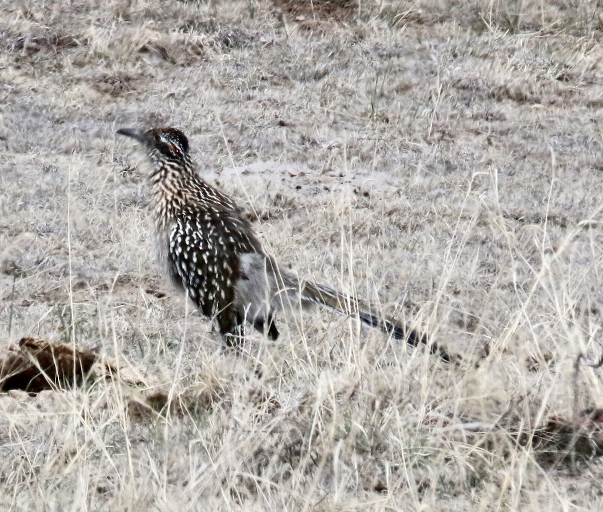 Greater Roadrunner - ML632424297