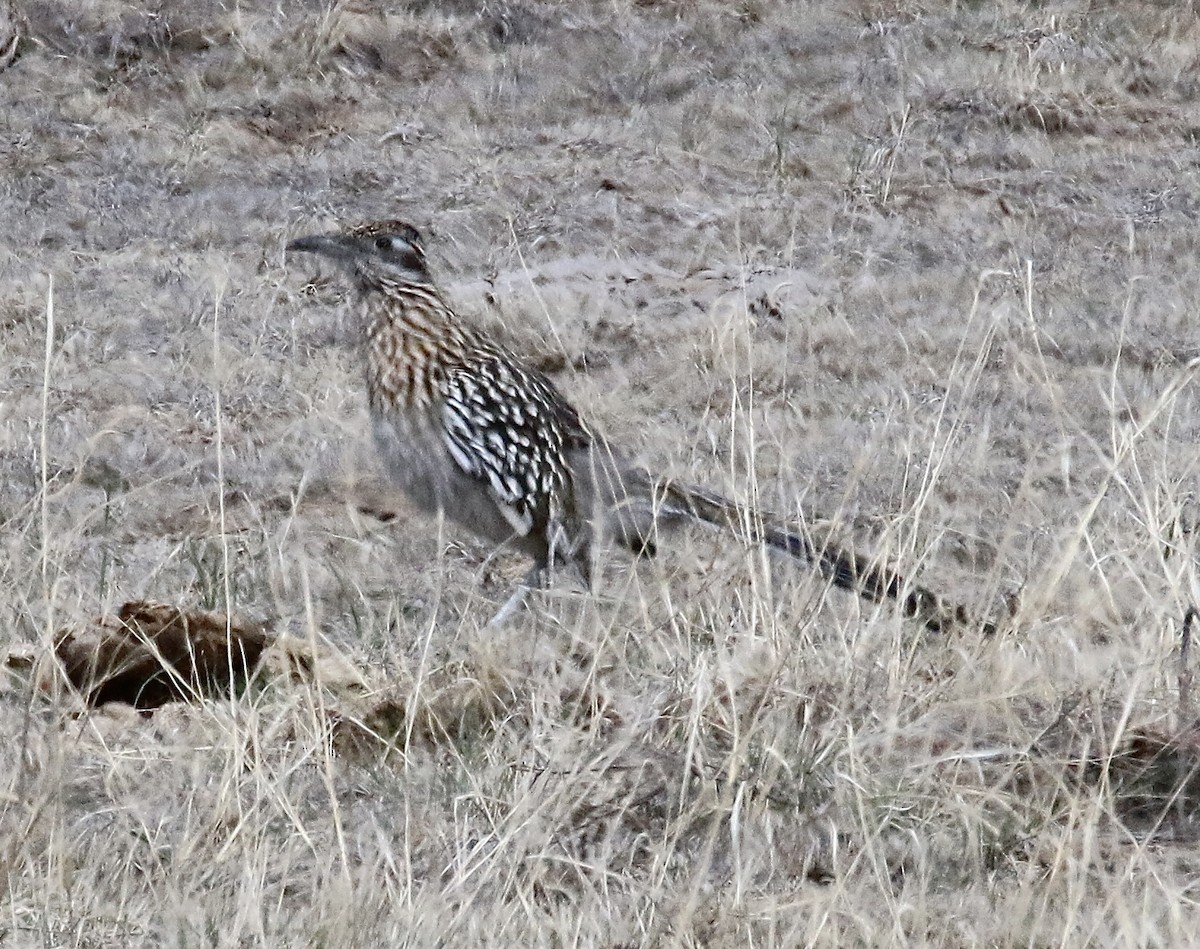 Greater Roadrunner - ML632424298