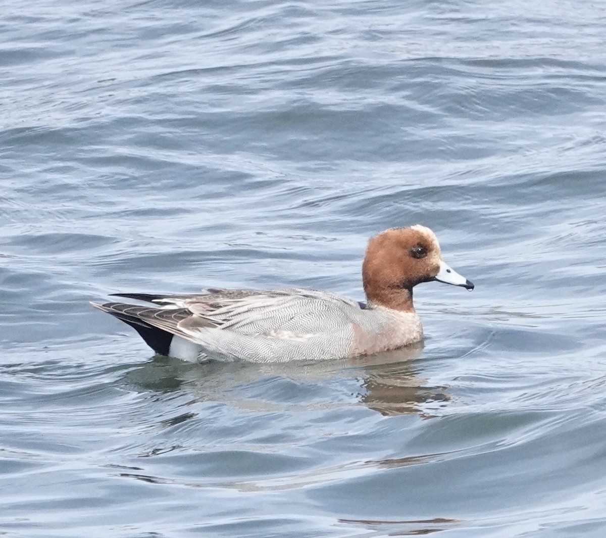 Canard siffleur - ML632424334