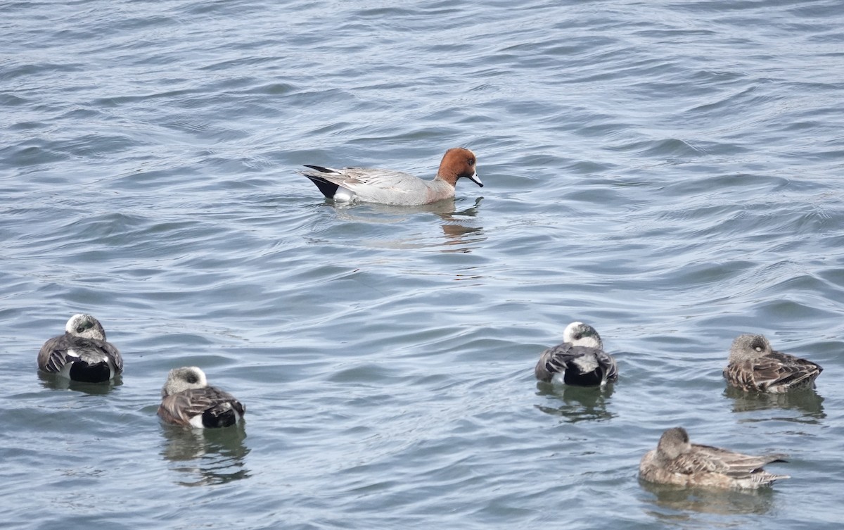 Canard siffleur - ML632424335