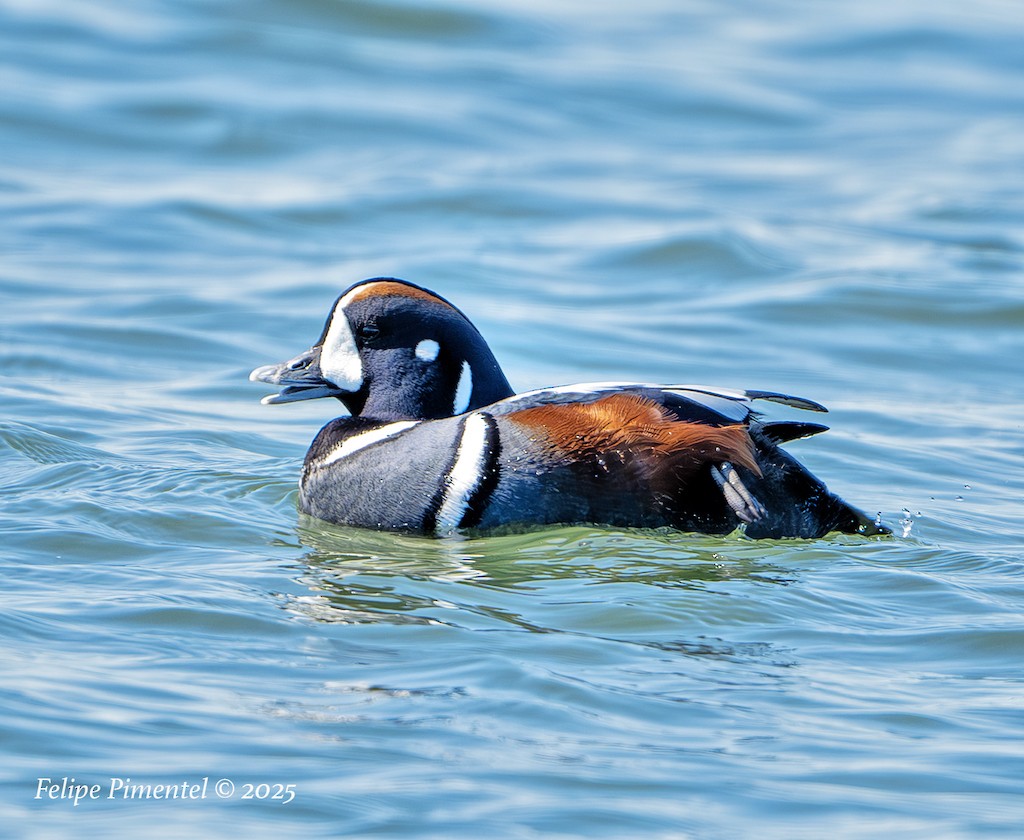 Harlequin Duck - ML632424415