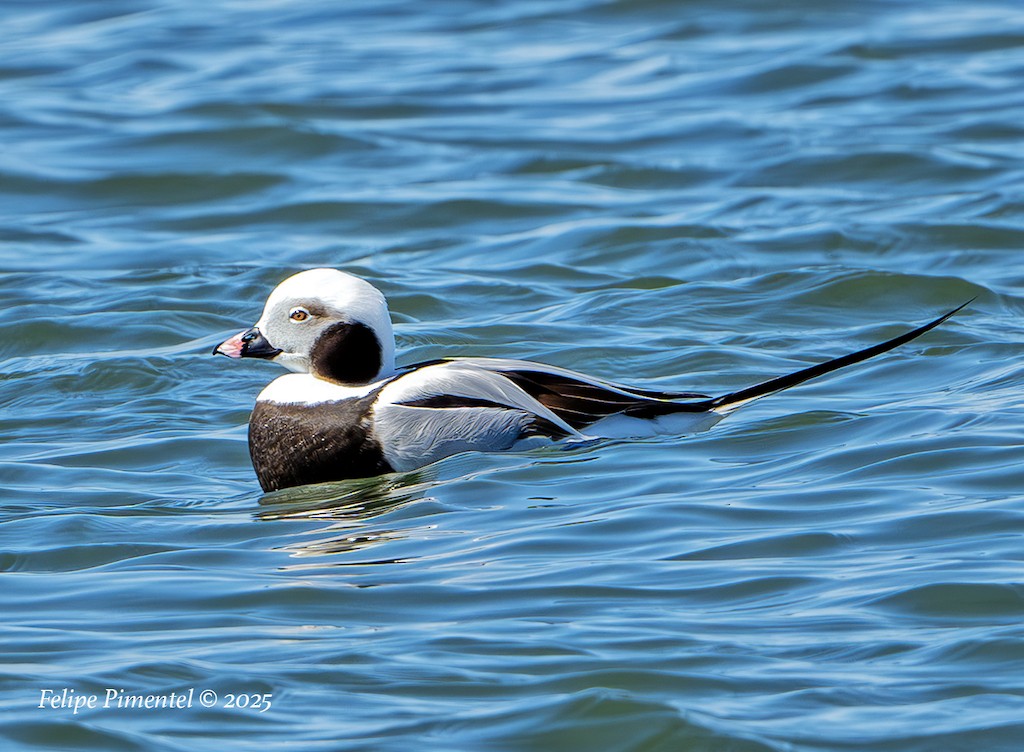 Long-tailed Duck - ML632424427