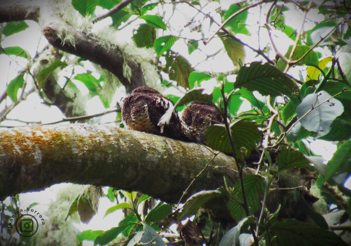 Rufous-bellied Nighthawk - ML632424476