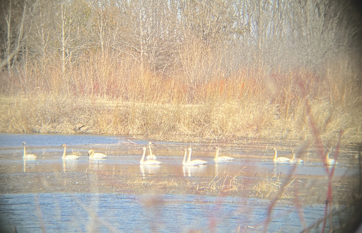 Cygne siffleur - ML632424701