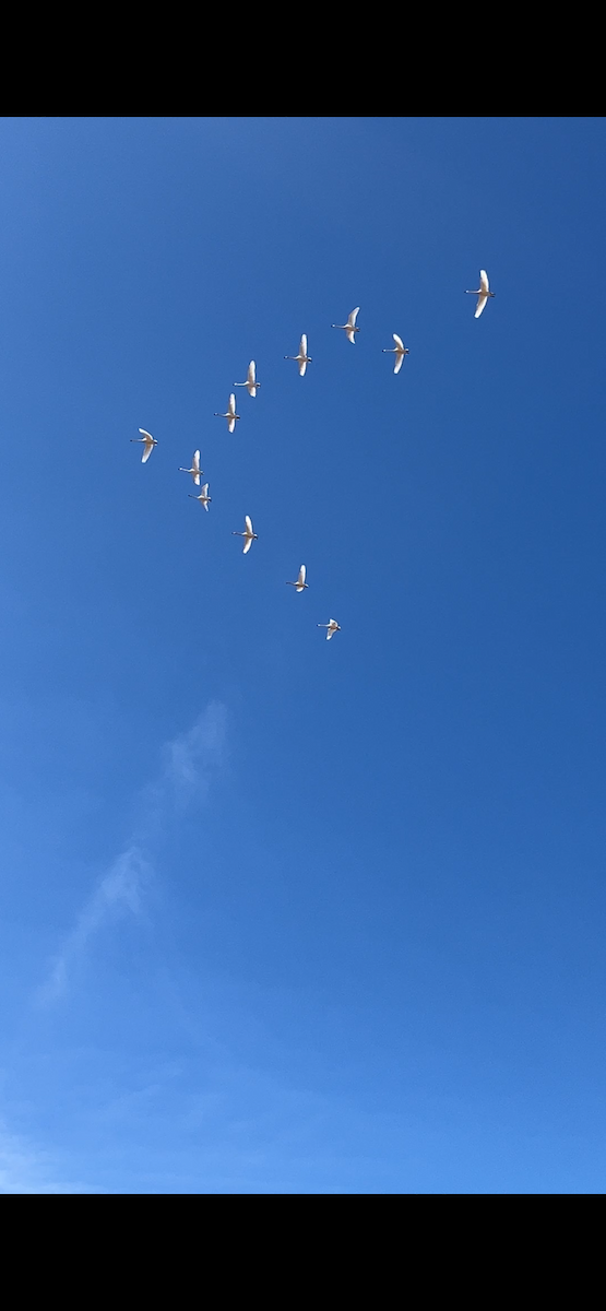 Cygne siffleur - ML632424702