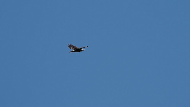 Bald Eagle - ML632425024