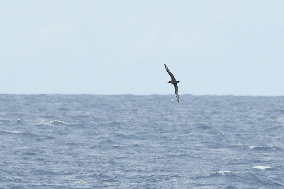 Trindade Petrel - ML632425080