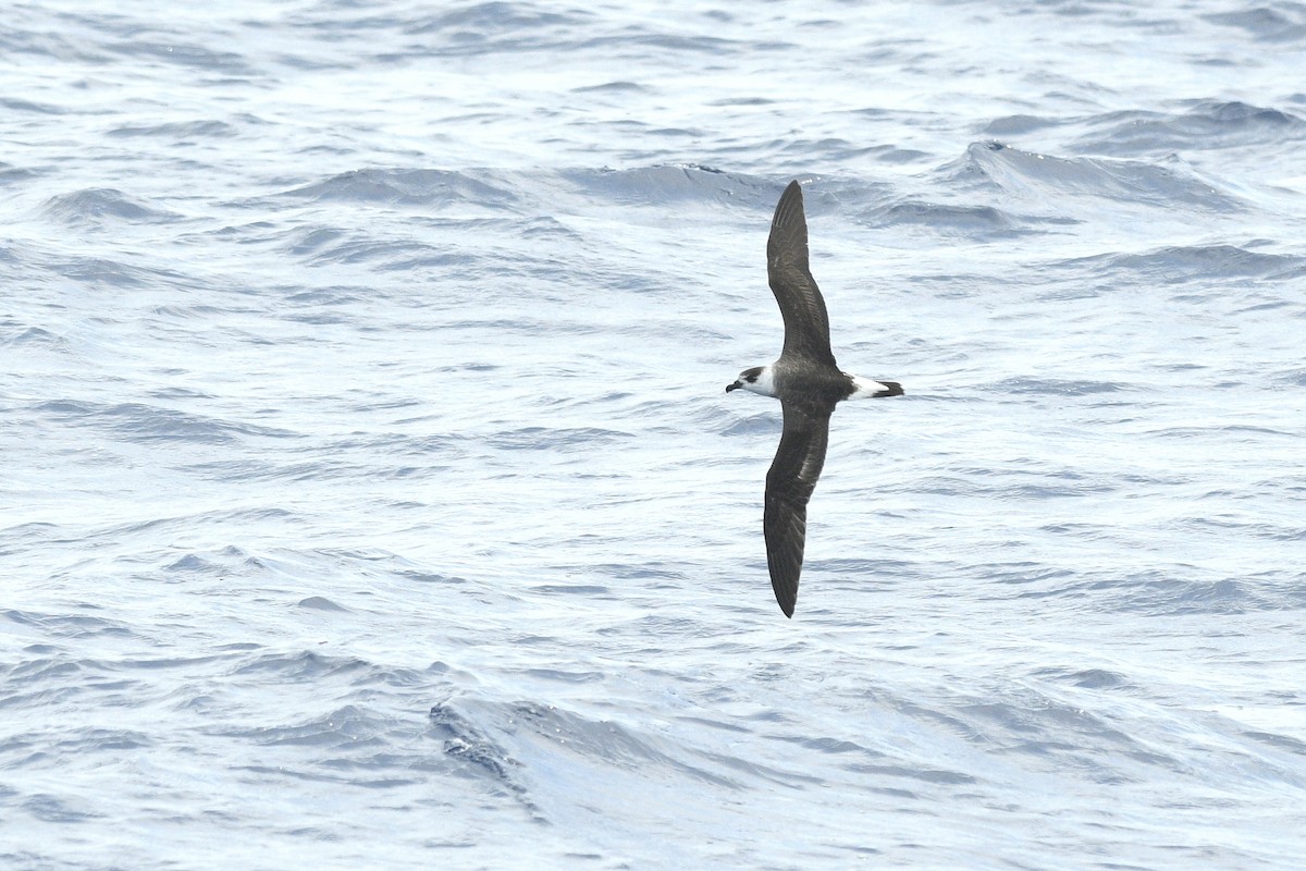 Black-capped Petrel - ML632425092