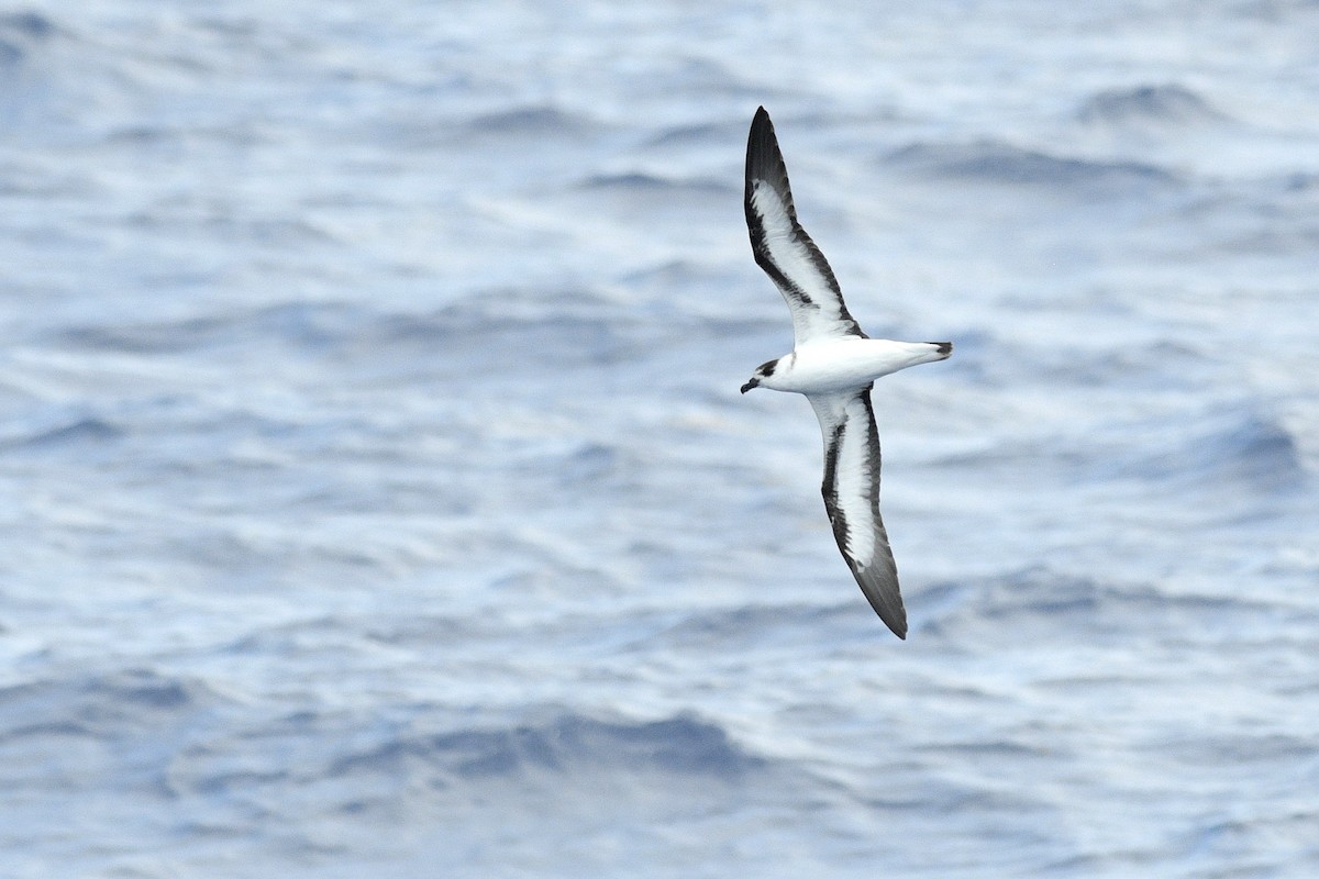 Black-capped Petrel - ML632425093