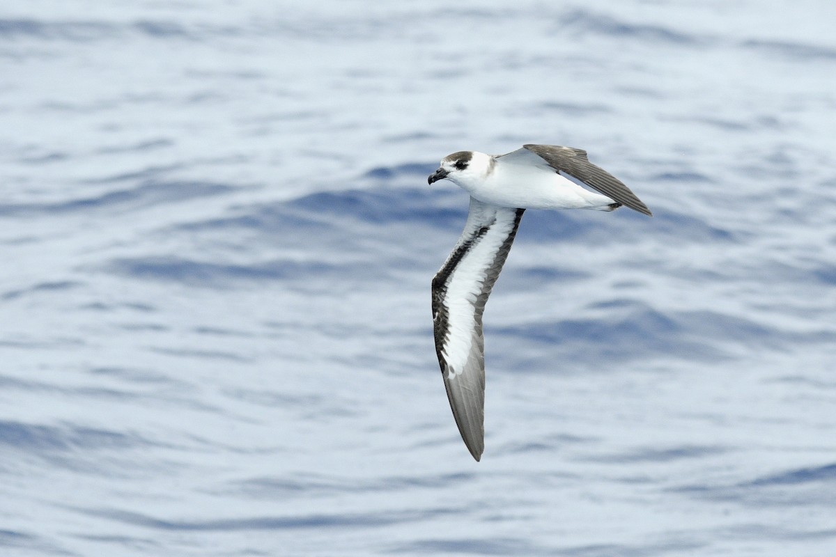 Black-capped Petrel - ML632425094