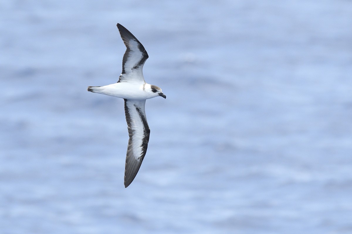 Black-capped Petrel - ML632425096