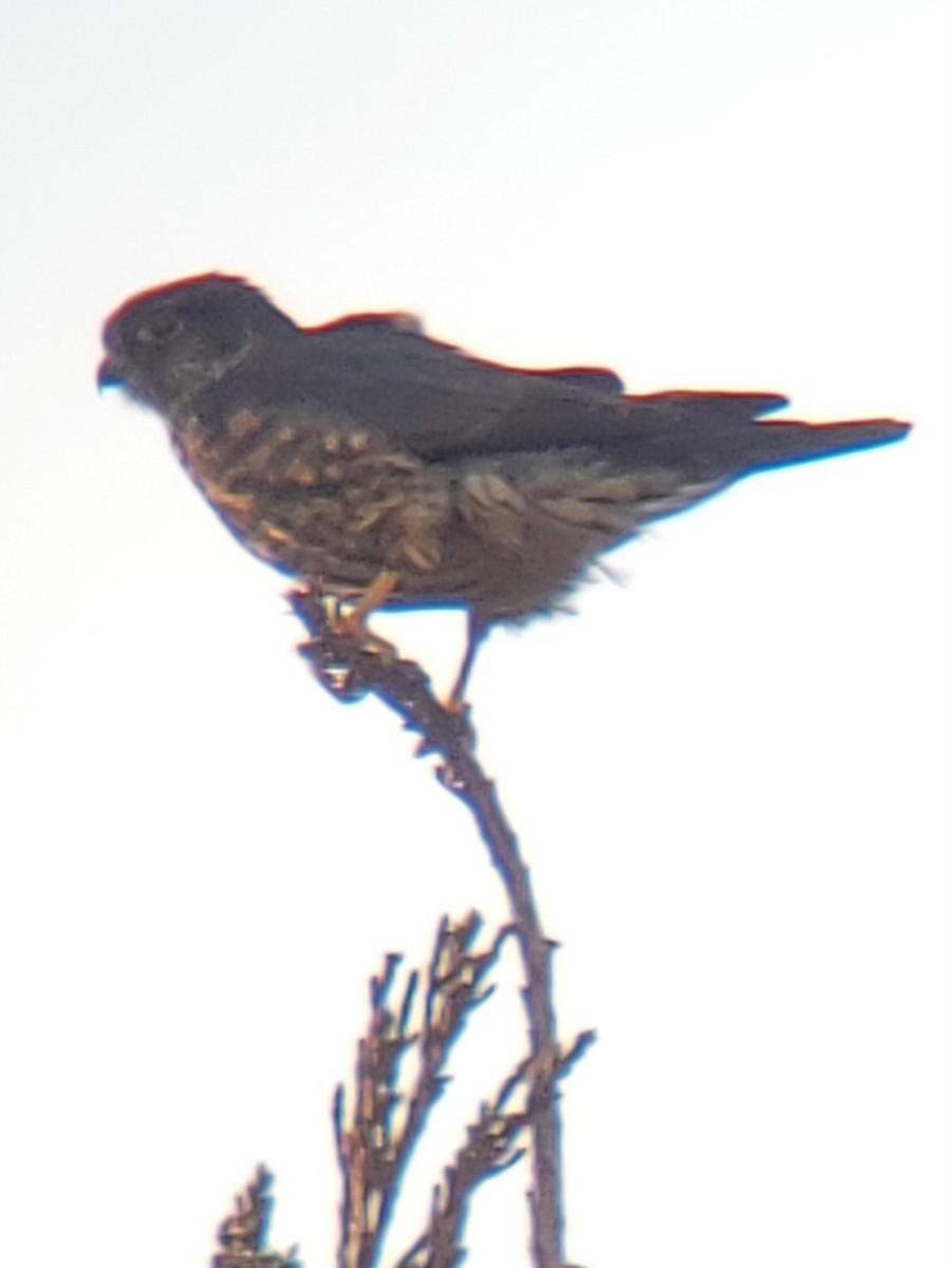 Boz Doğan - ML632425164