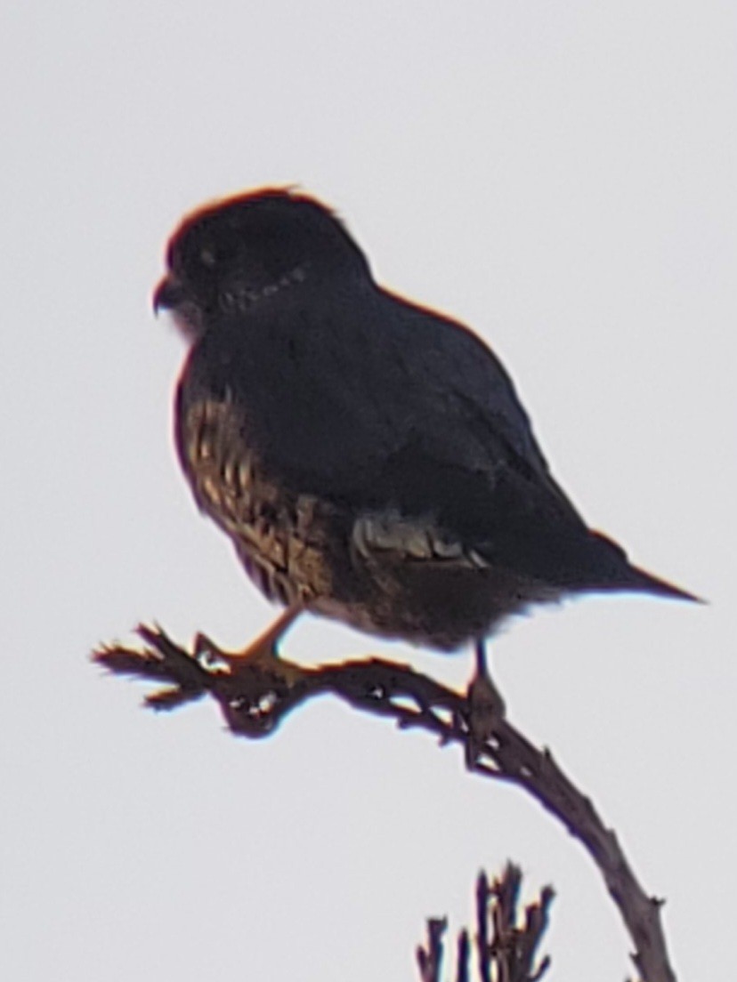 Boz Doğan - ML632425166