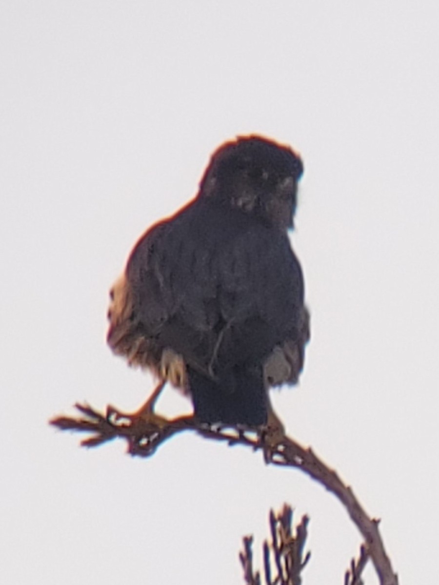 Boz Doğan - ML632425167