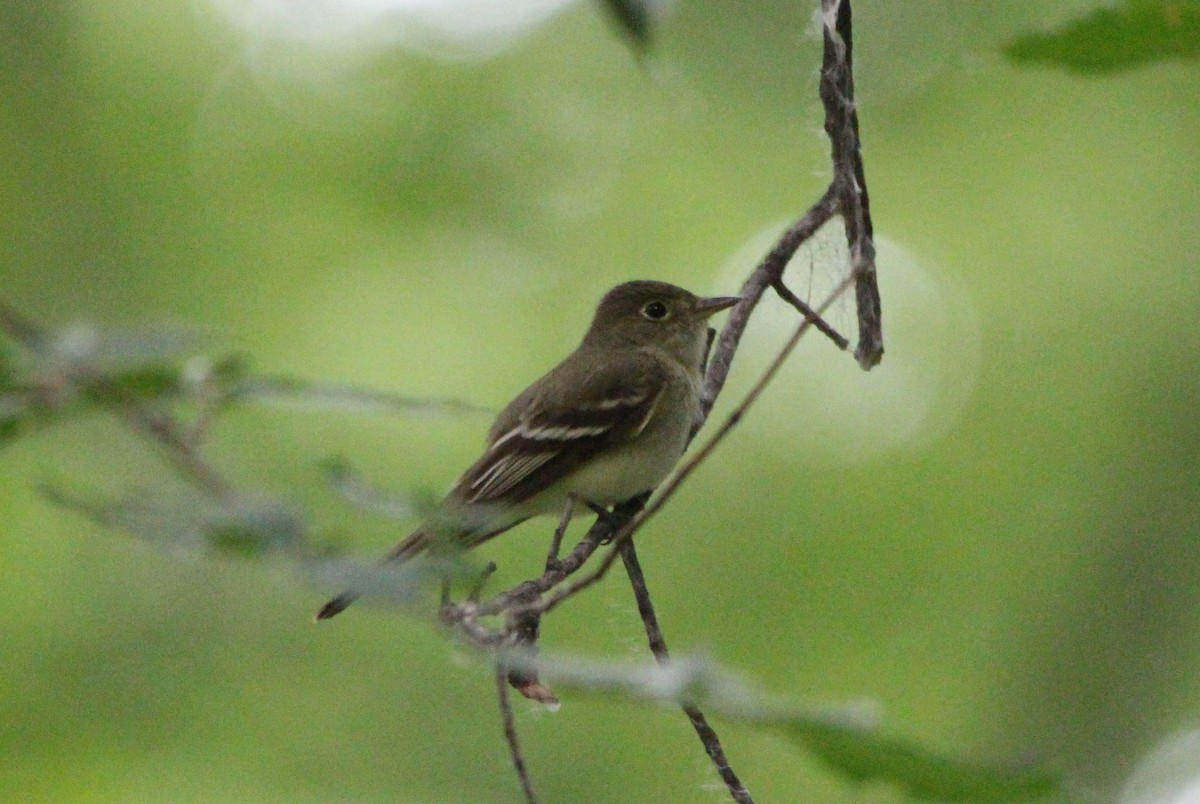 Acadian Flycatcher - ML632425264