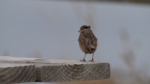 White-crowned Sparrow - ML632425346