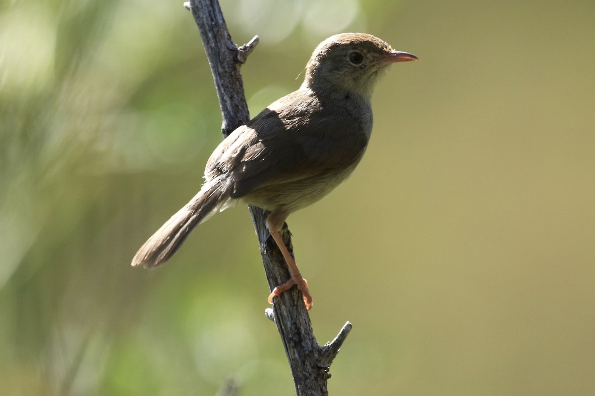 Piping Cisticola - ML632425452