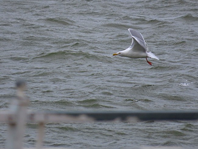 American Herring Gull - ML632425573