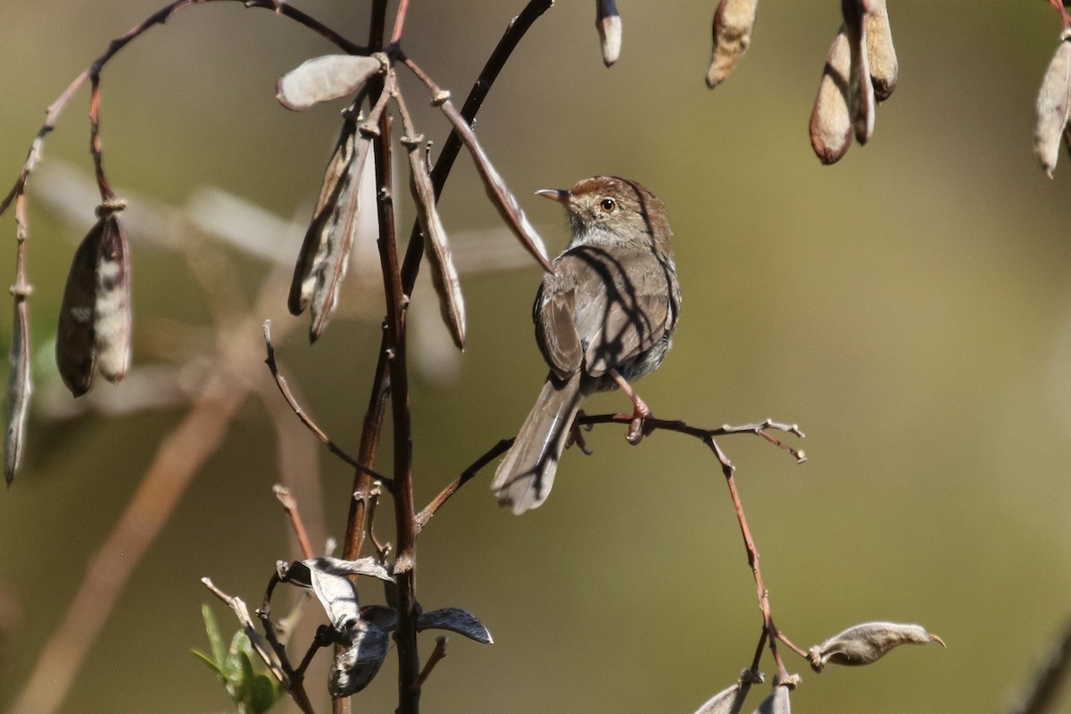 Piping Cisticola - ML632425662