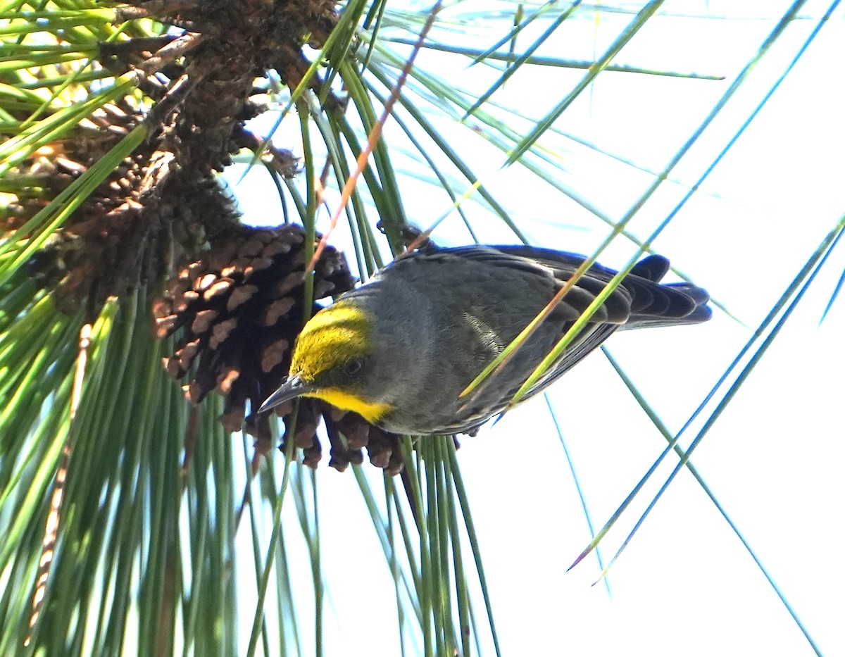 Olive-capped Warbler - ML632425709