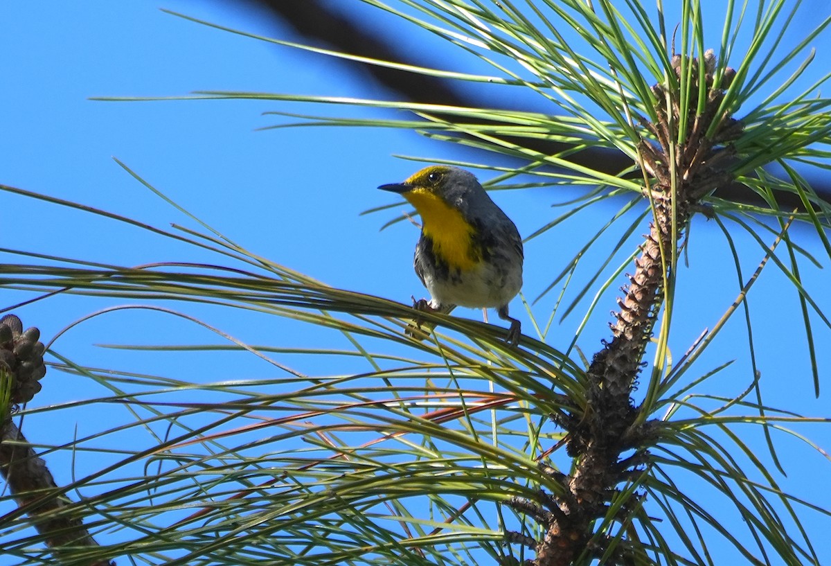 Olive-capped Warbler - ML632425710