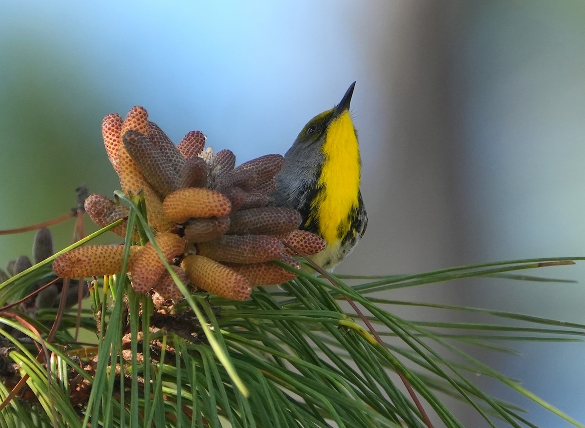 Olive-capped Warbler - ML632425711