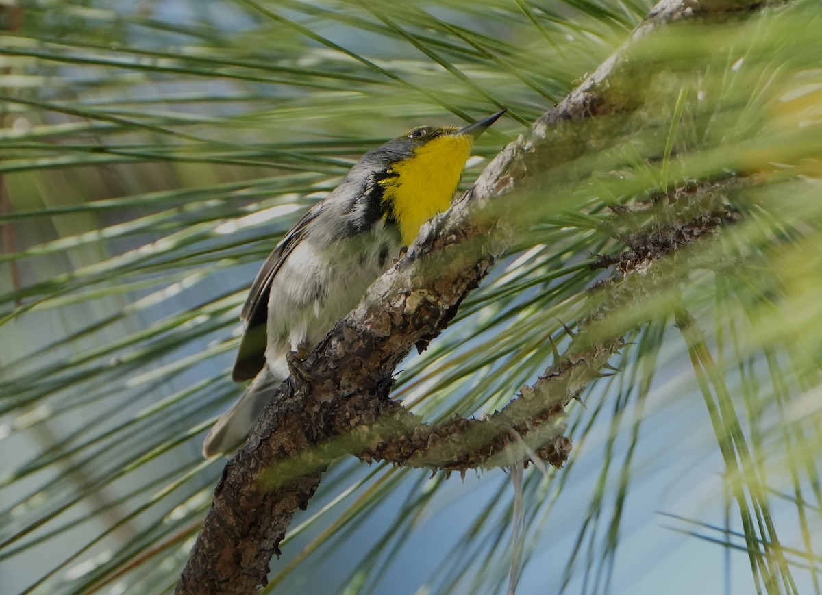 Olive-capped Warbler - ML632425712