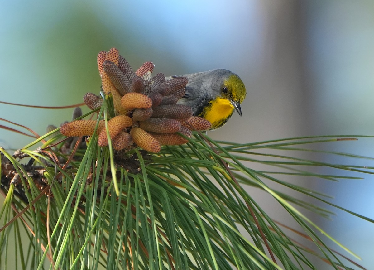 Olive-capped Warbler - ML632425713