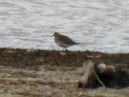 American Golden-Plover - ML632425824